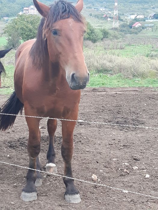 Vând mânz de un an și cinci luni
