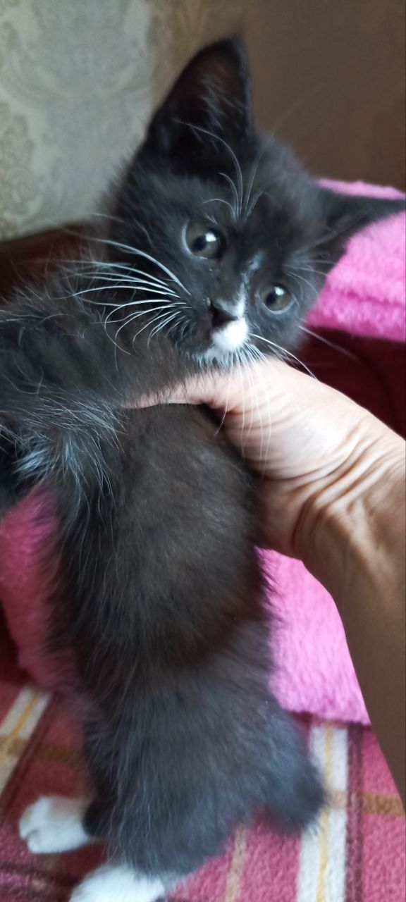 Очаровательный котейка