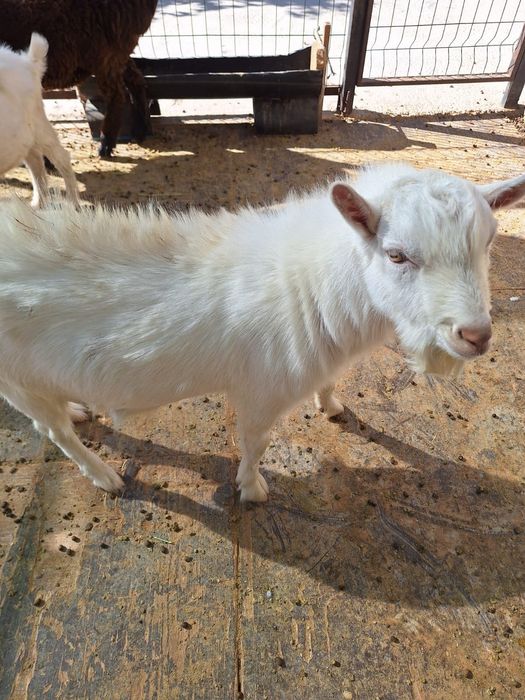 8 айлық теке сатылады