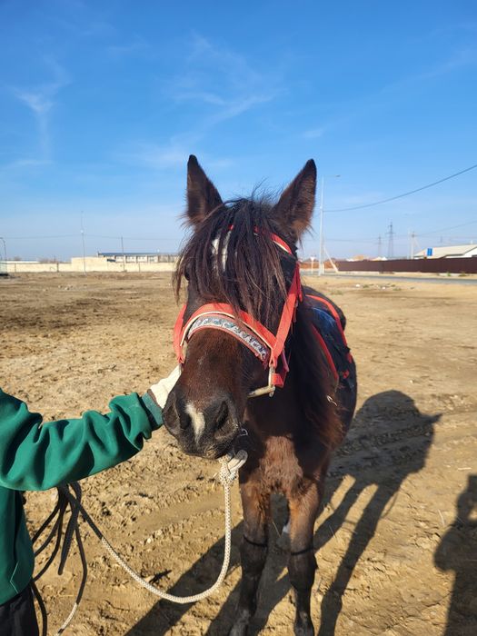 Тай сатылады еркек