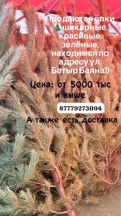 Продаются елки пушистые , зеленые, разных размеров