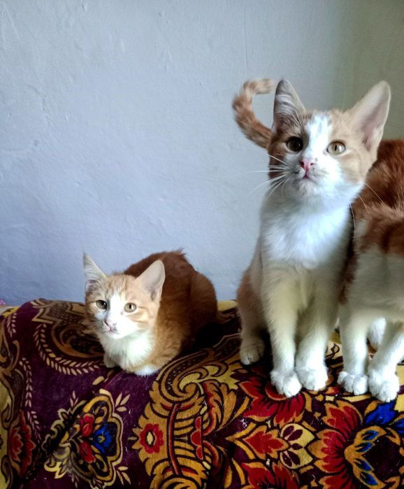 Котята,мальчики,3месяца