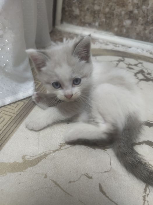 Отдам котёнка мальчик в добрые руки