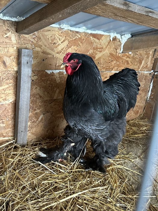 Disponibili cocosi brahma