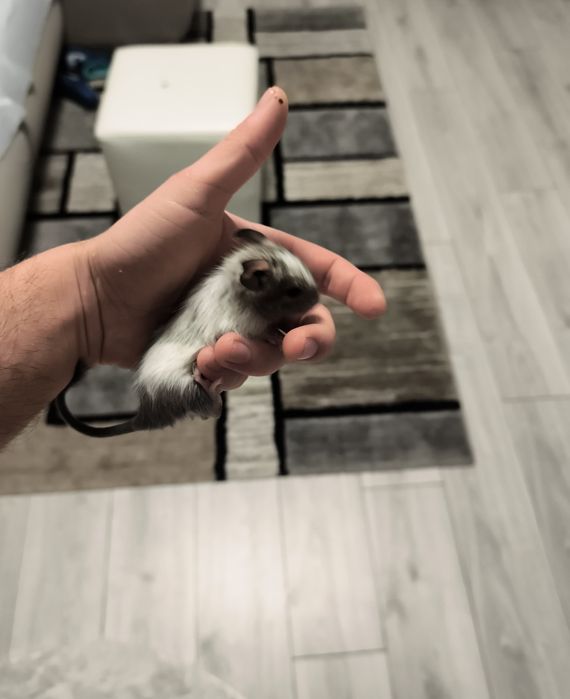 Vând pui veverițe degu