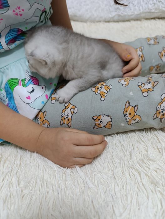 Продается Шотланкие Шиншиллы