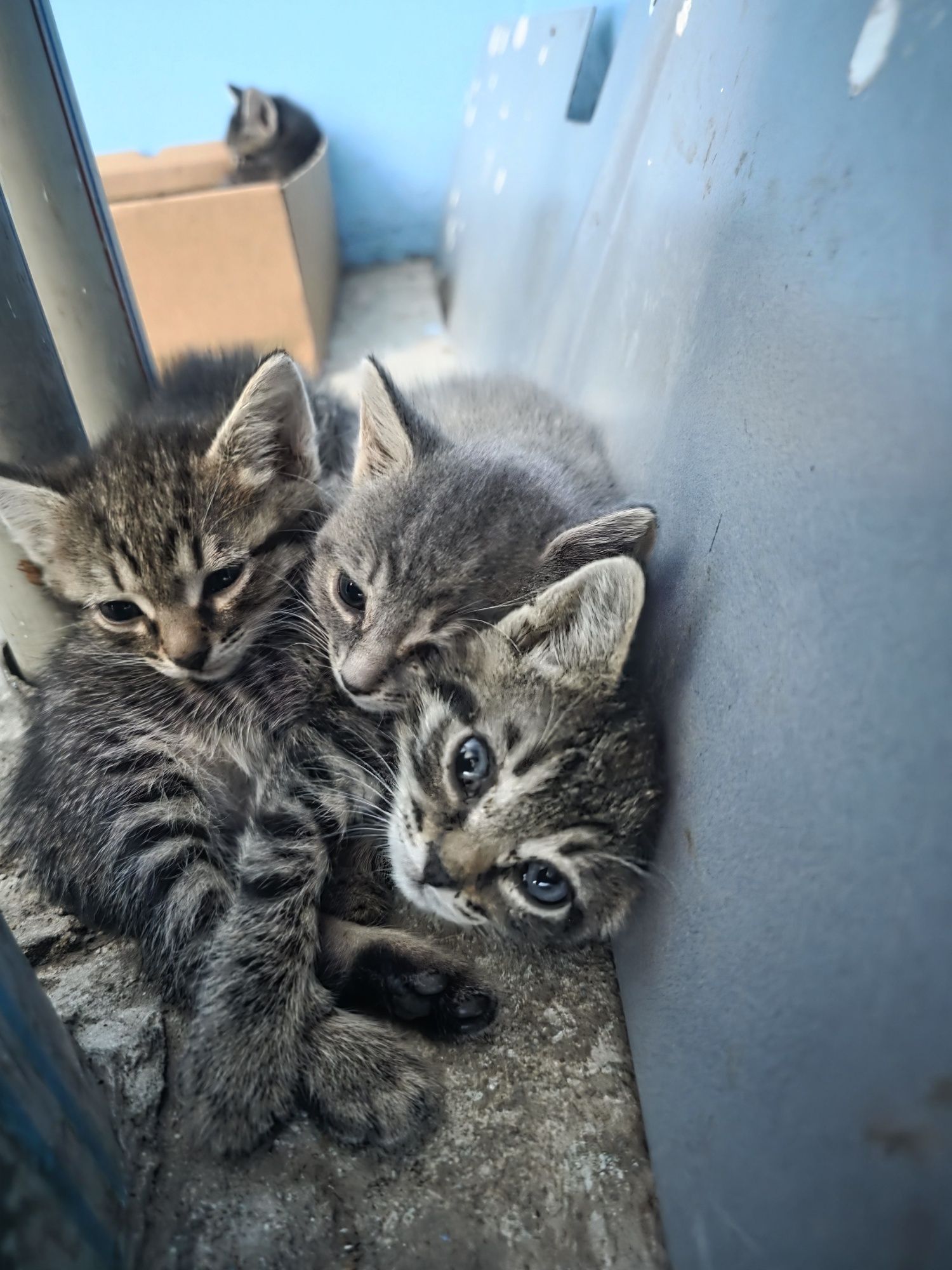 Котята, 1 девочка и 3 мальчика
