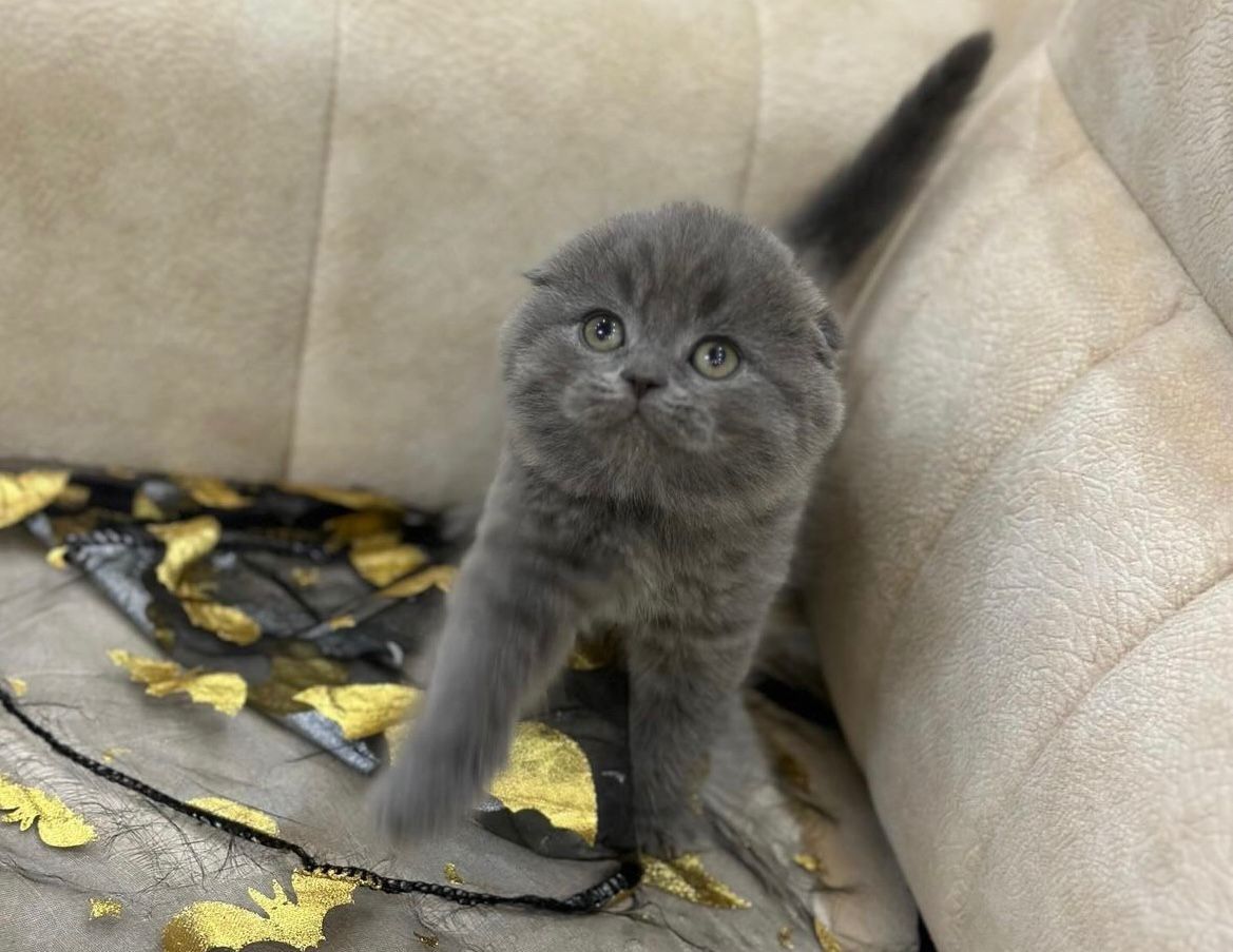 Scottish Fold Blue