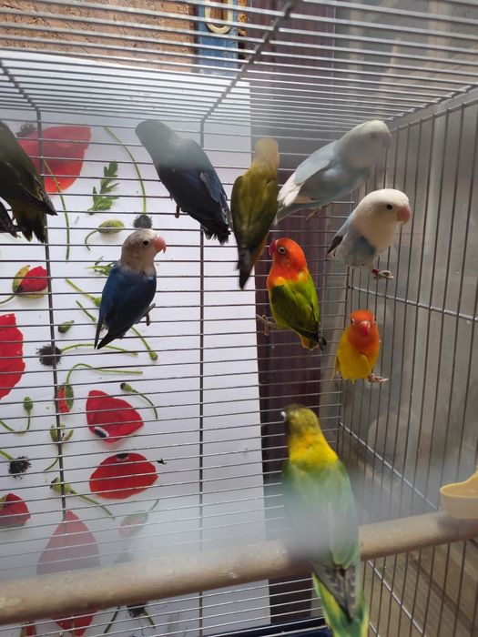 Papagali agapornis frumoși