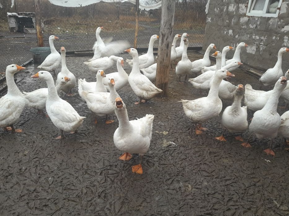 Қаз (гусы) сатылады