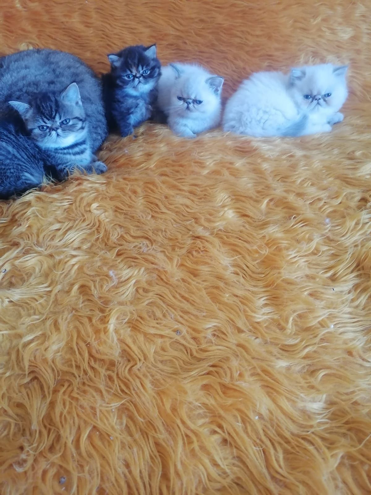 Puiuți de pisica persan-exotic