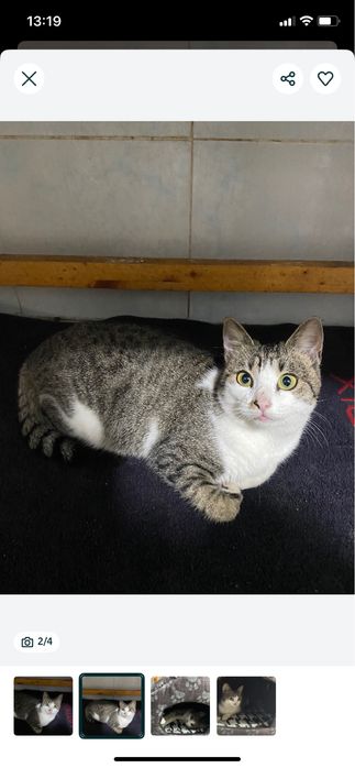 O pisicuta incredibilă isi caută stăpân