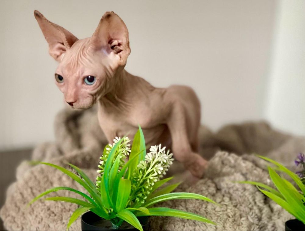 pui M un ochi albastru unu verde pedigree