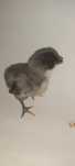 Pui de găină rasa Australorp