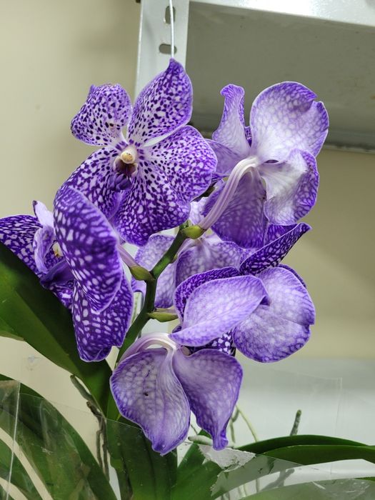 Орхидея. Ванда. Королевская Ванда
