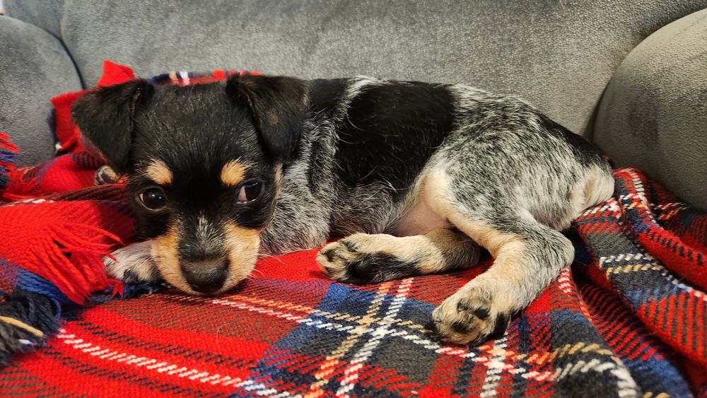 Pui metis pinscher pitic