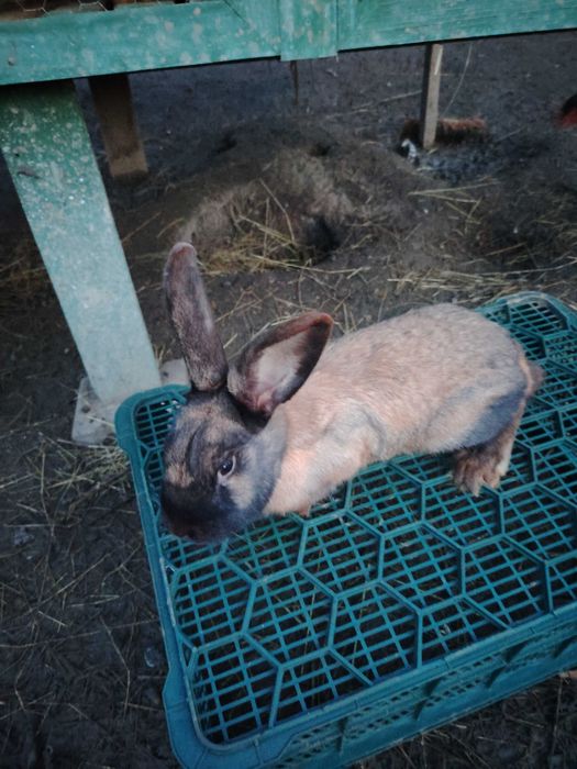 Vînd iepuri femele și fluturași pereche