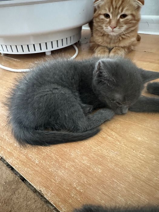 Передадим котят в добрые руки.