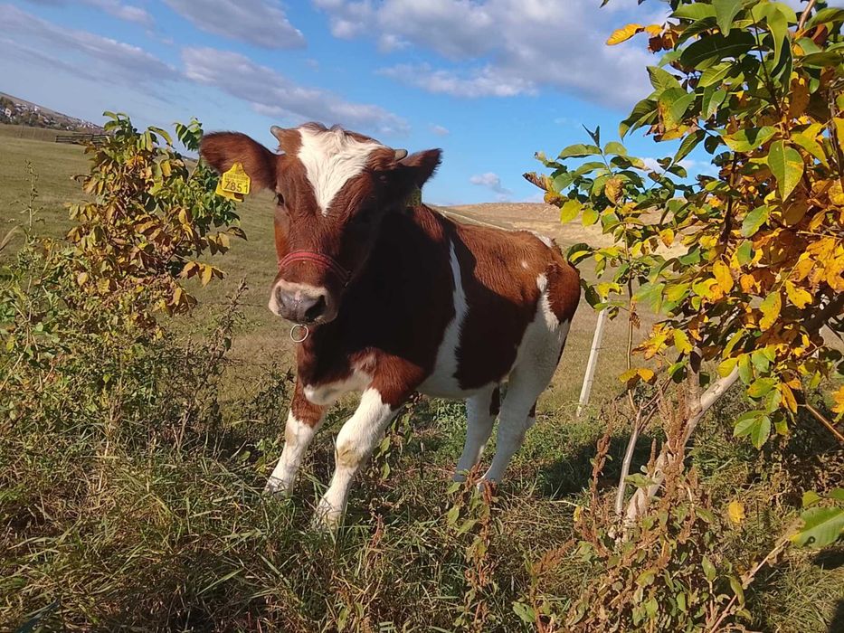 Vând o junică Bălțată Românească