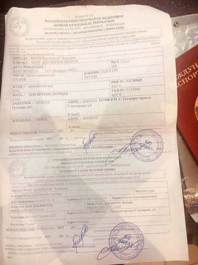 Эпаньол Бретон бритониский спаниель эпанол бритон ов охотничий