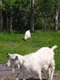 Животное коза+козлёнок