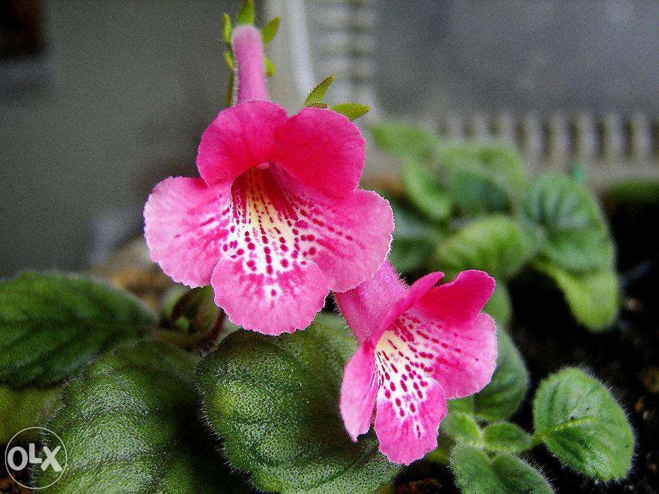 mini gloxinia- 10 bulbi culori mixte 95Ron /set posta inclusa,.