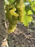 Vand struguri de vin