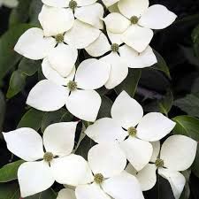 Pomi Ornamentali (Corn Chinezesc )