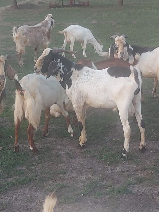 Vând țapi, capre și iezi de cea mai bună calitate metiși anglonubian