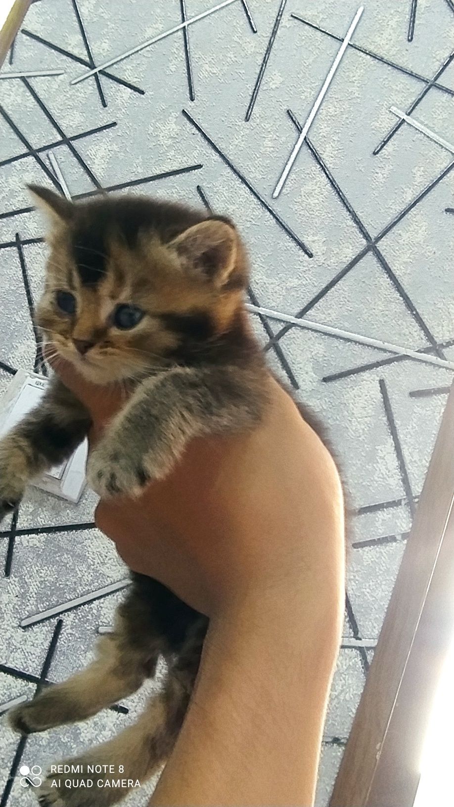 Пародисти котят  скоттиш стрйт и Залатой шиншилла
