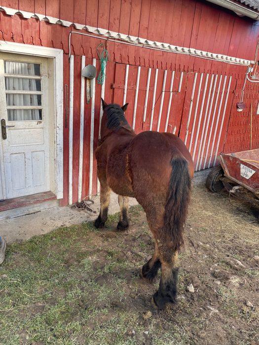 Vând mânz de 7 luni