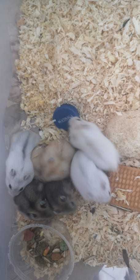 Vand pui de hamsteri siberieni!