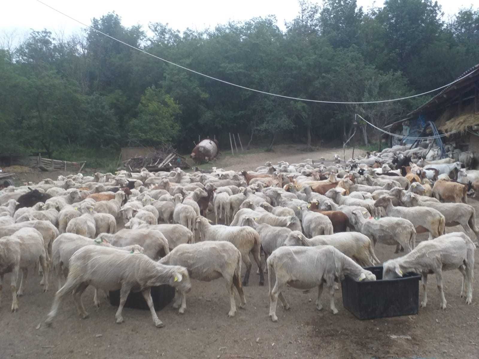 Vand urgent 150 oi de rasa merinos talie mare