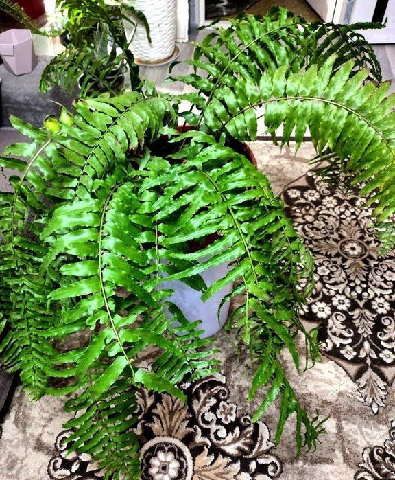 Папоротник нефролепис мачо
