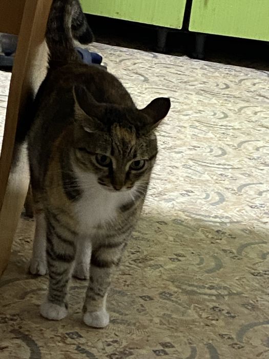 отдам кошку в добрые руки