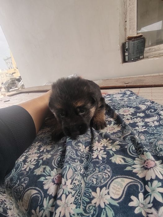 Немецкие овчарки