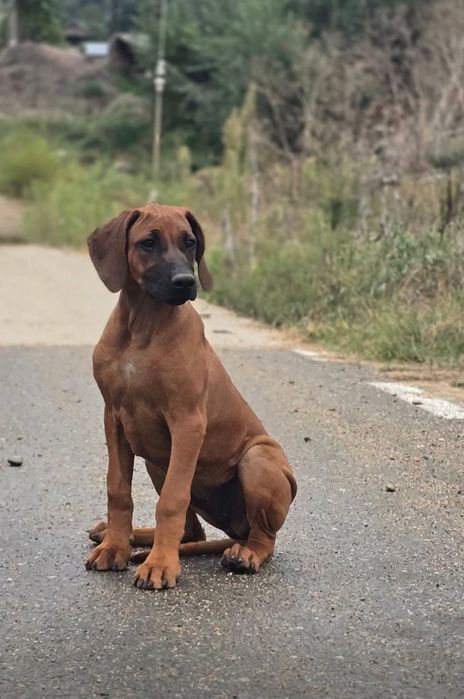 Catelusa Rhodesian Ridgeback cu pedigree