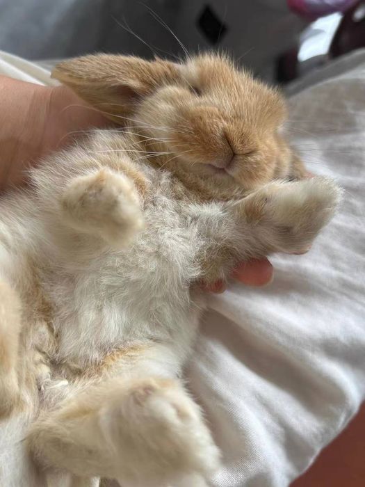 O'smaydigan quyonchalar