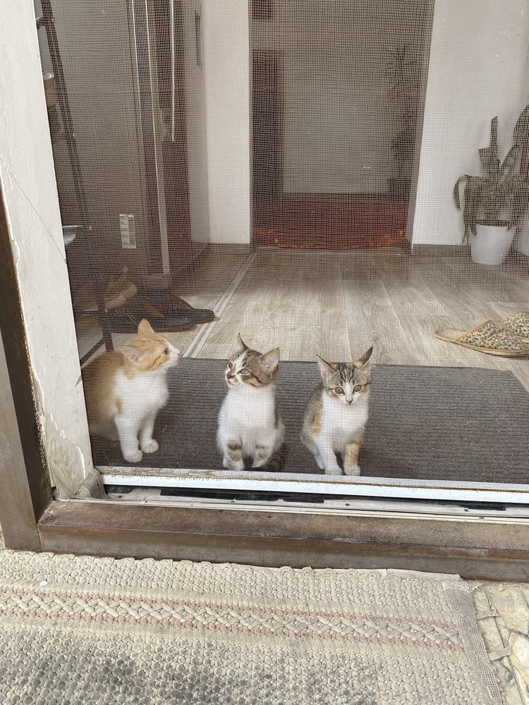 Отдам котят. Даром.