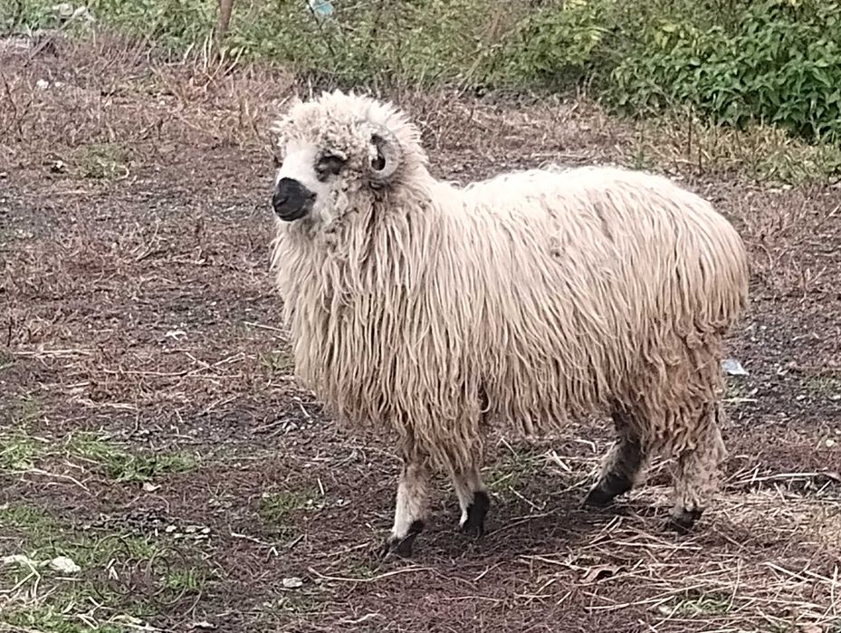 Berbecuț din primăvară
