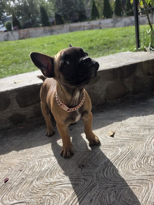Catelusa bulldog francez