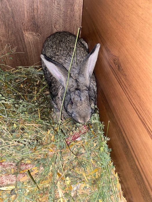 Iepuri de vârste diferite