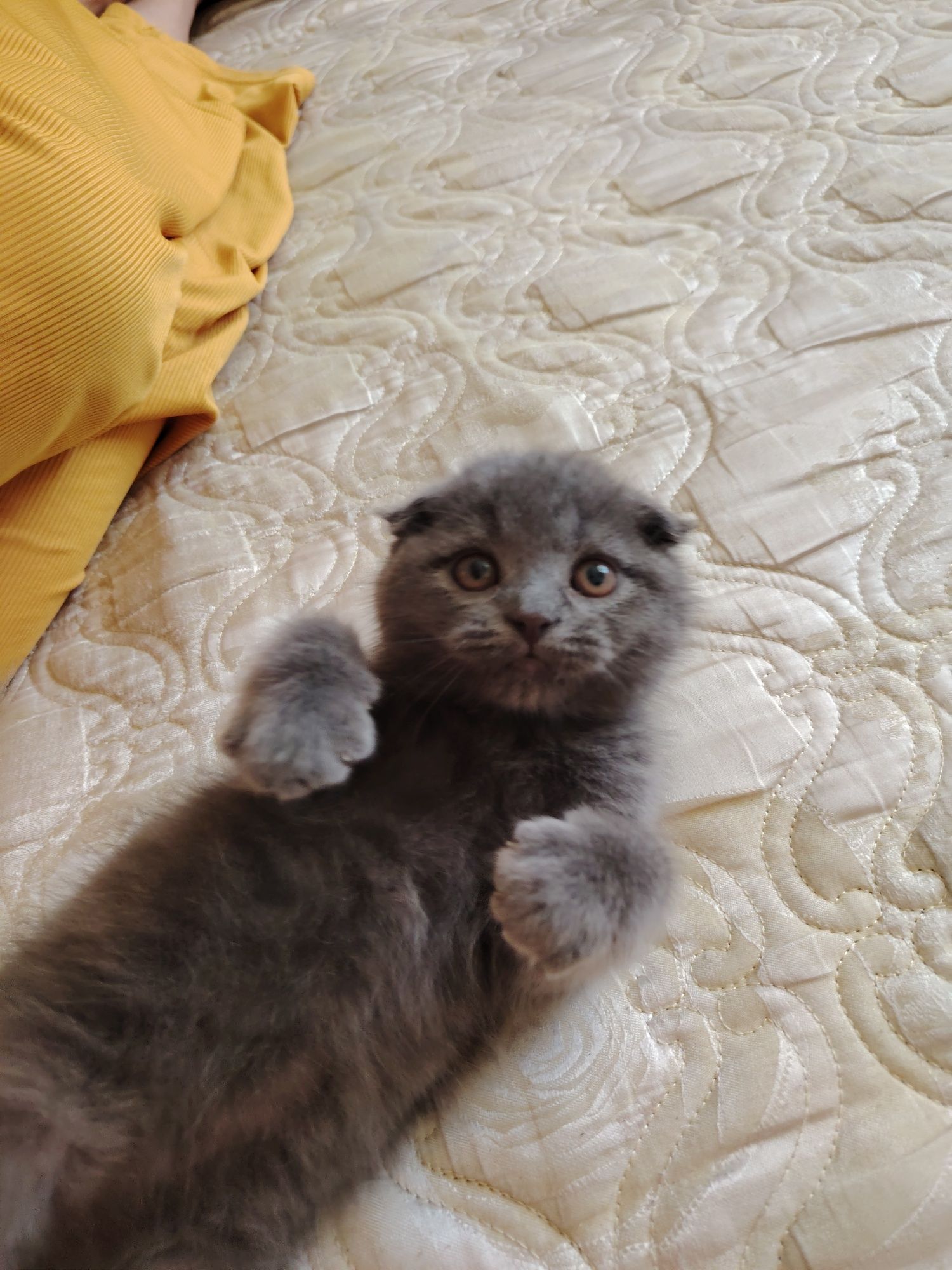 Срочно Кошка Сотилади