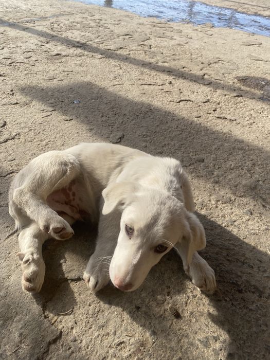 шинок  белый умный породыстый