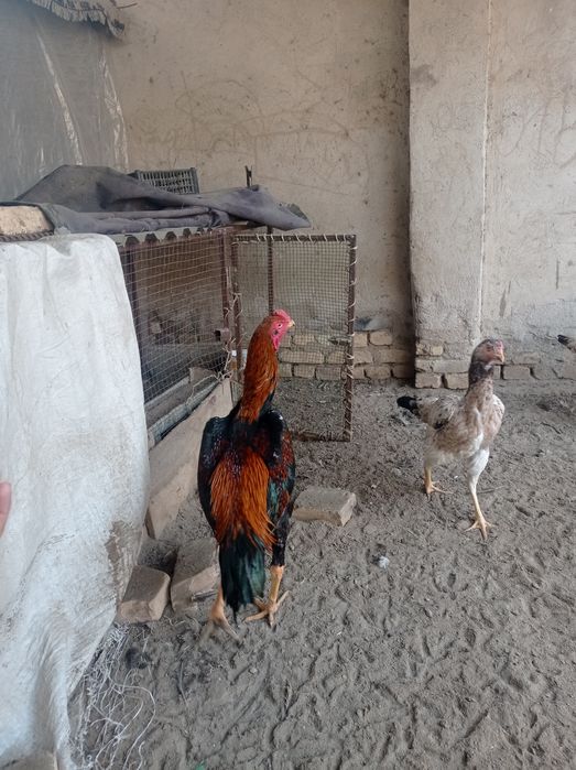 Хурозлар сотувда