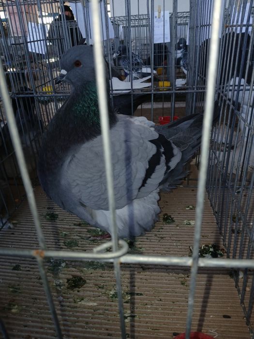 Porumbei mondaine