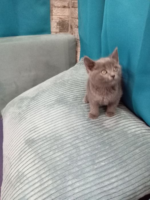 Продавам мъжко британче на 2 месеца