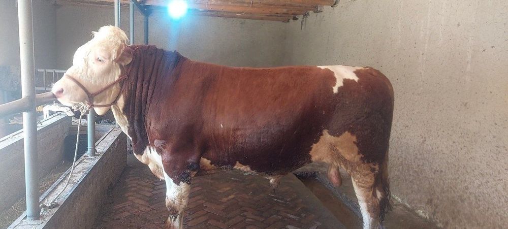 Ассаламу:алайкум