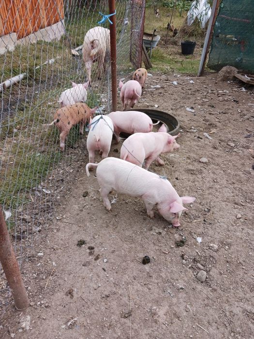 Fân Curat Bine Depozitat