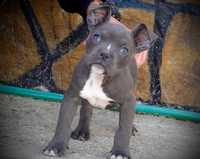 American Bully Pocket